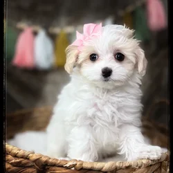 Female Maltipoo puppy named Sadie for sale at Idaho Puppy - Coeur d'Alene.