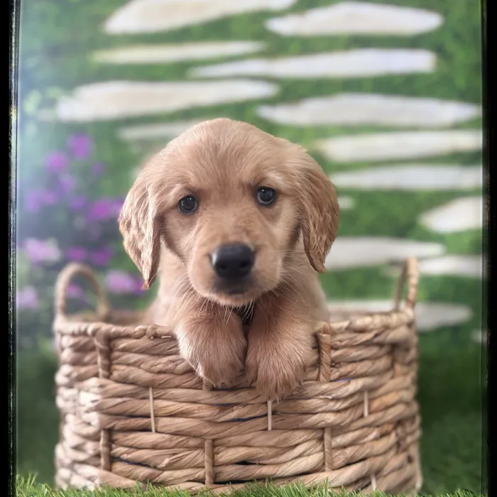 Female Golden Retriever puppy named Pancake for sale at Idaho Puppy - Twin Falls.