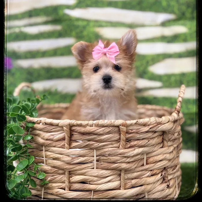 Female Morkie puppy named Callie for sale at Idaho Puppy - Nampa.
