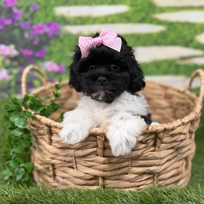 Female Shipoo puppy named Violet for sale at Idaho Puppy - Twin Falls.