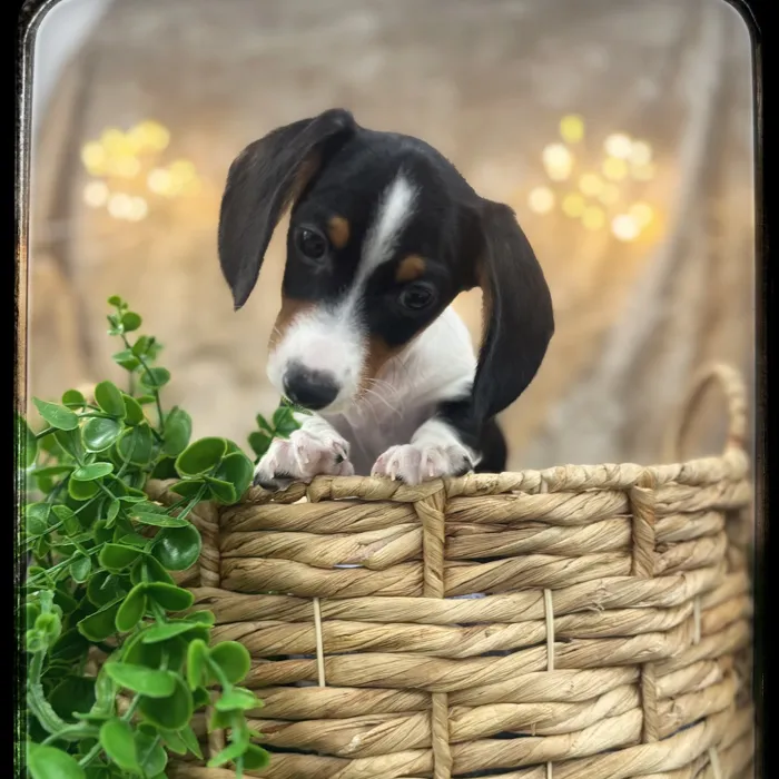 Male Mini Dachshund puppy named Winston for sale at Idaho Puppy - Twin Falls.