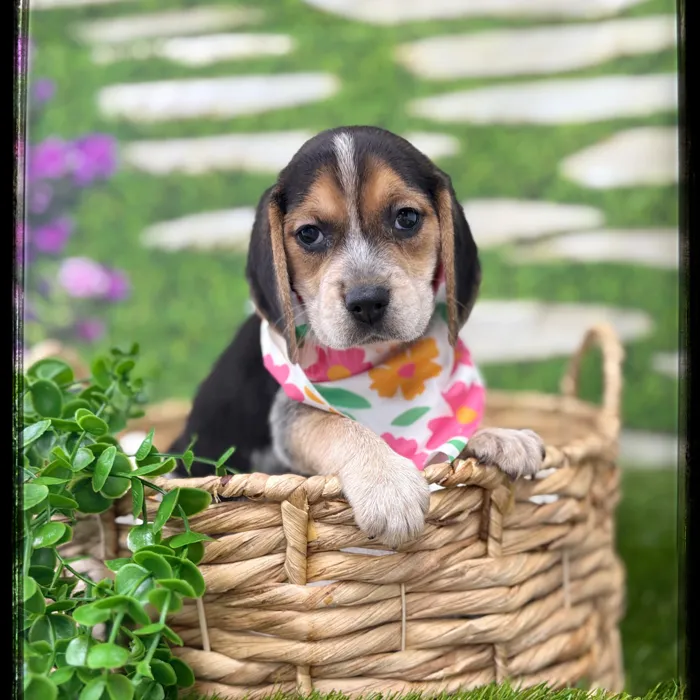 Female Beagle puppy named Judy for sale at Idaho Puppy - Twin Falls.