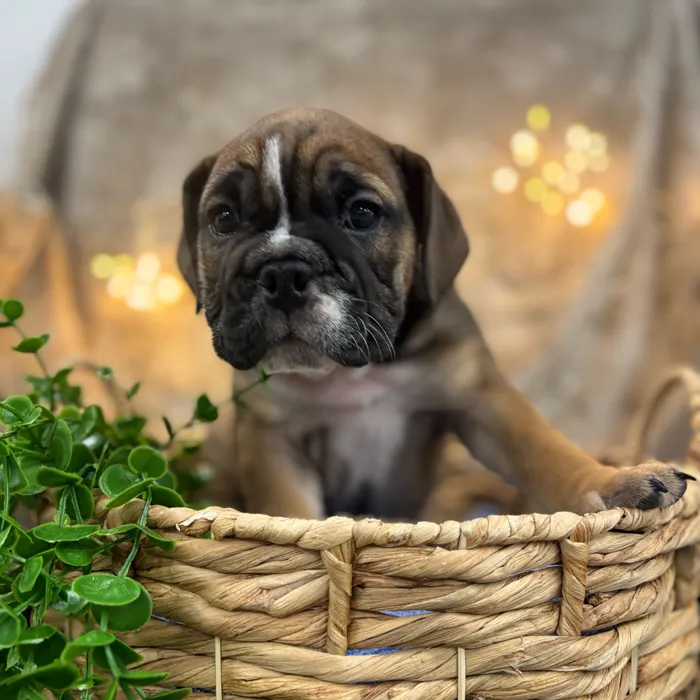 Female English Bulldog puppy named Peaches for sale at Idaho Puppy - Twin Falls.
