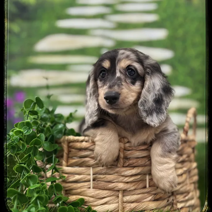 Male Mini Dachshund puppy named Winston for sale at Idaho Puppy - Coeur d'Alene.