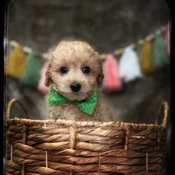 Male Mini Goldendoodle puppy named Reed for sale at Idaho Puppy - Coeur d'Alene.