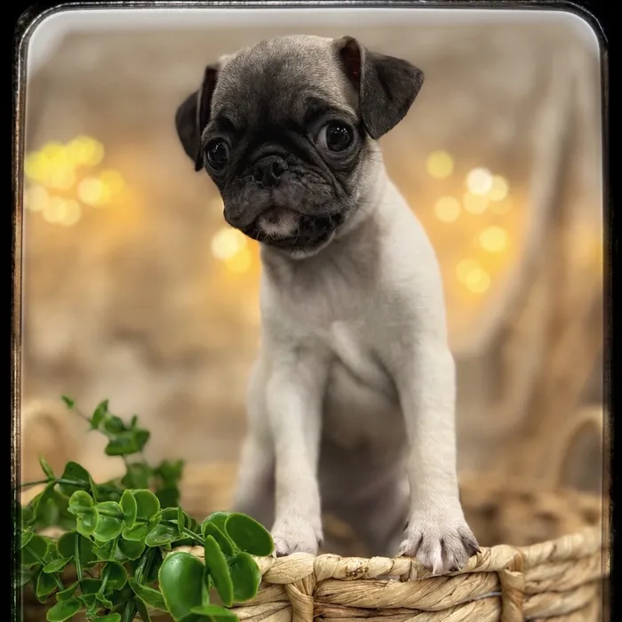 Female Pug puppy named Nessie for sale at Idaho Puppy - Coeur d'Alene.
