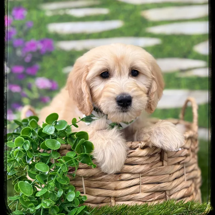 Male Goldendoodle puppy named Charlie for sale at Idaho Puppy - Twin Falls.
