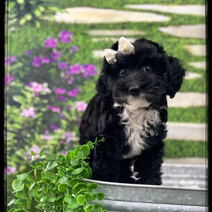 Female Aussiedoodle puppy named Boots for sale at Idaho Puppy - Meridian.
