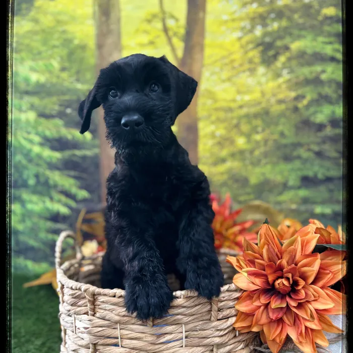 Male Giant Schnauzer puppy named George for sale at Idaho Puppy - Meridian.