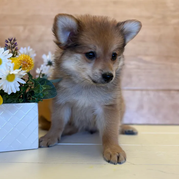 image_cropper_148B2D31-8C2B-4388-BA19-F3FA2AB848ED-19451-00000CA7158BA291.jpg