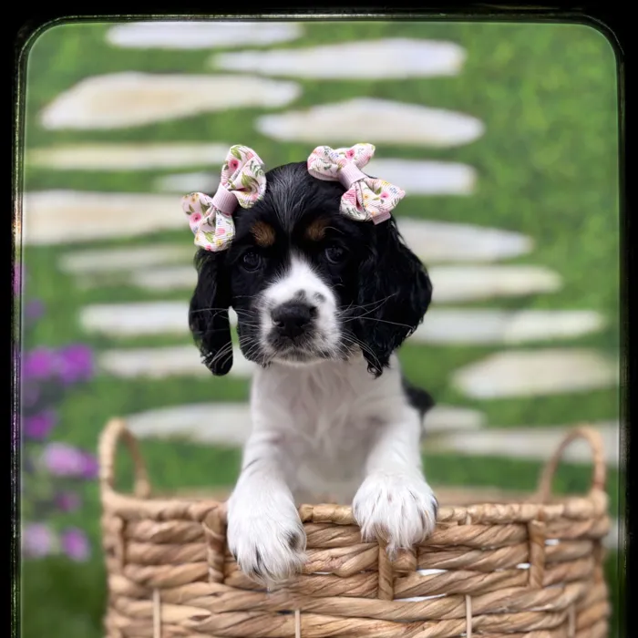 Female Cocker Spaniel puppy named Faith for sale at Idaho Puppy - Nampa.