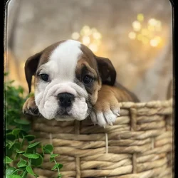 Female English Bulldog puppy named Princess for sale at Idaho Puppy - Nampa.