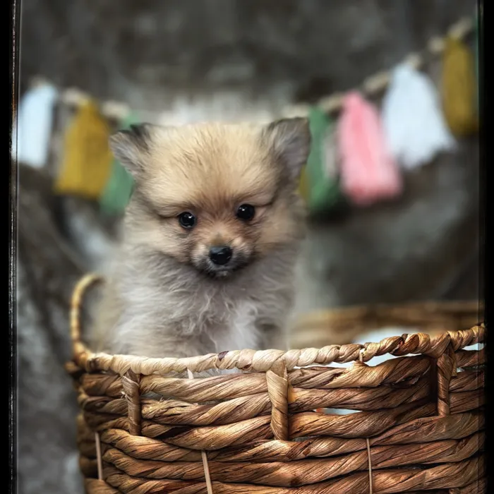 Male Pomeranian puppy named Skip for sale at Idaho Puppy - Nampa.