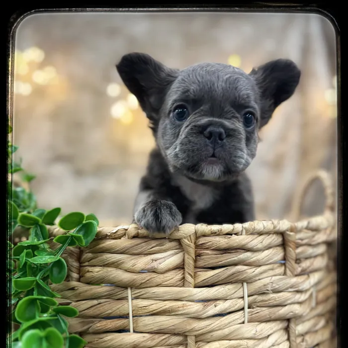 Female Fluffy French Bulldog puppy named Salem for sale at Idaho Puppy - Twin Falls.