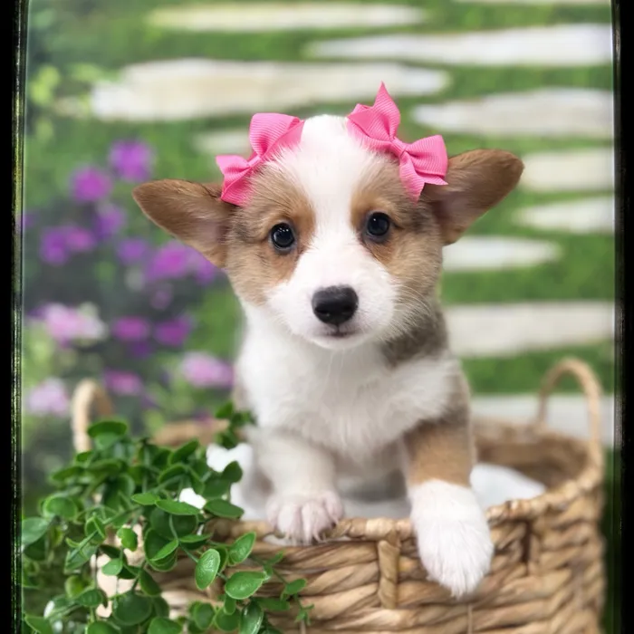 Female Pembroke Welsh Corgi puppy named Gracie for sale at Idaho Puppy - Twin Falls.