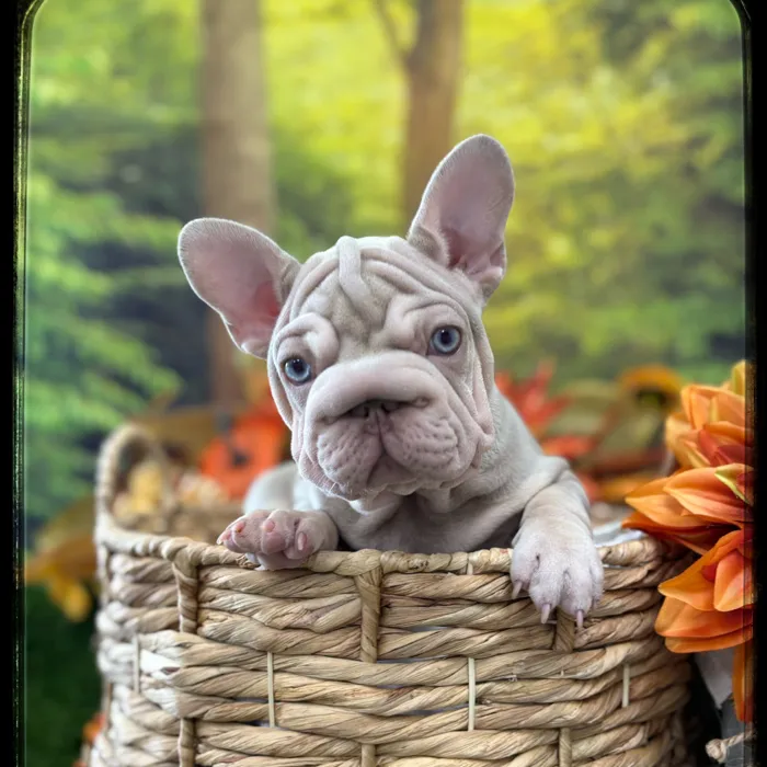 Female French Bulldog puppy named Hazel for sale at Idaho Puppy - Coeur d'Alene.