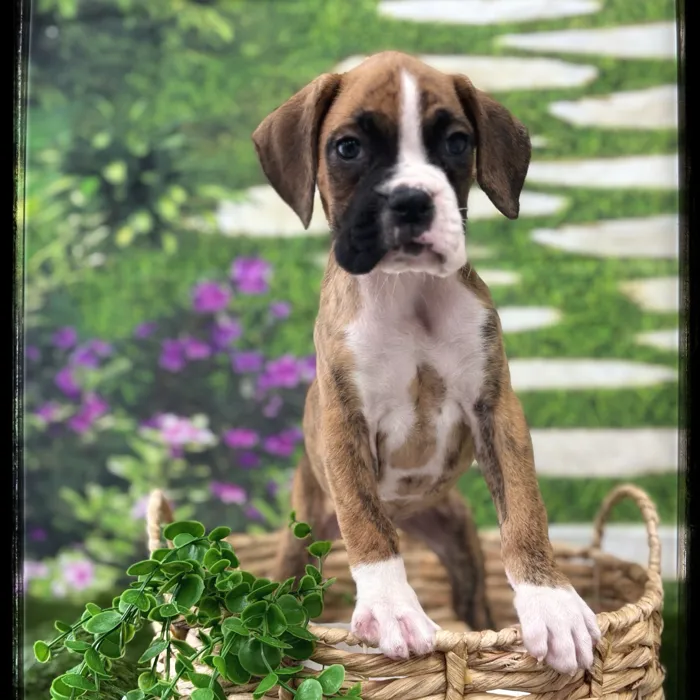 Female Boxer puppy named Winnie for sale at Idaho Puppy - Coeur d'Alene.