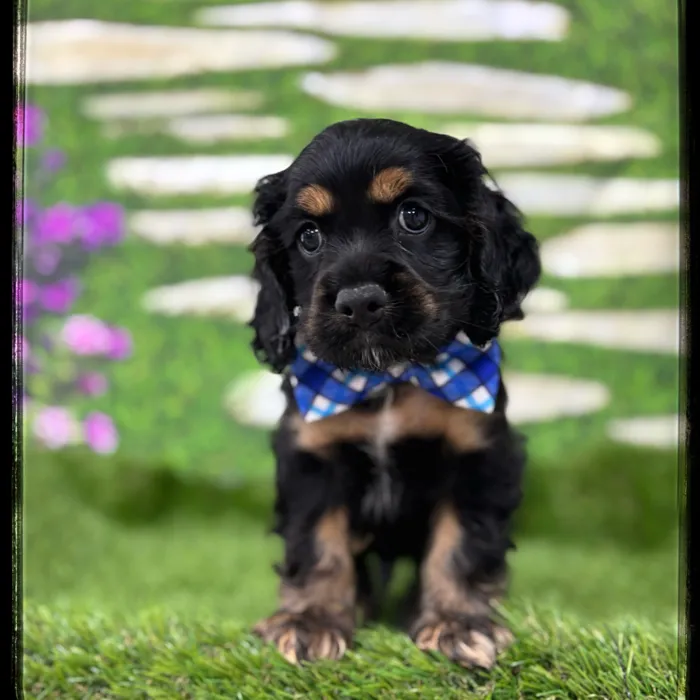 Male Cocker Spaniel puppy named Chester for sale at Idaho Puppy - Twin Falls.