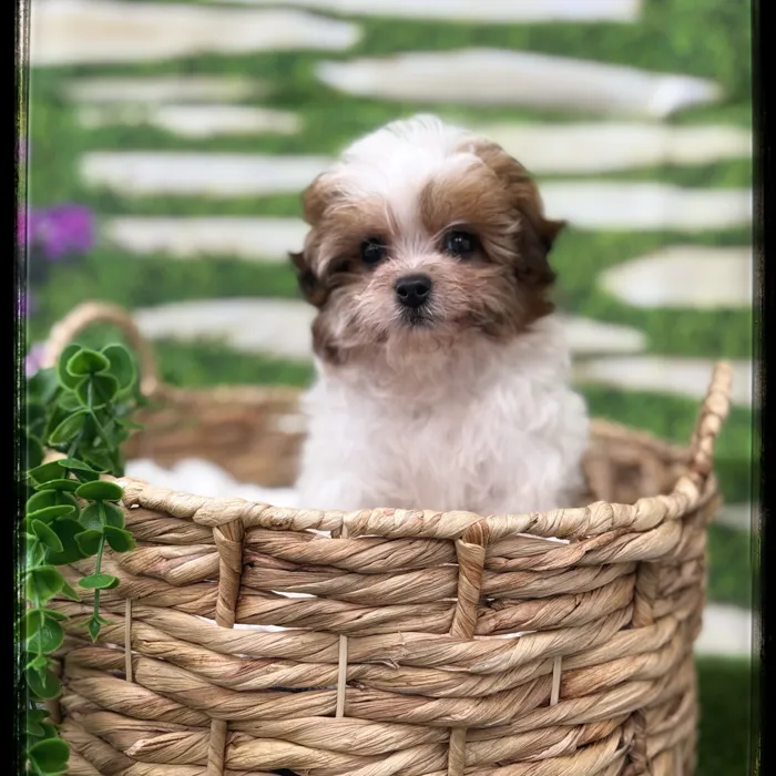 Male Shipoo puppy named Louie for sale at Idaho Puppy - Meridian.