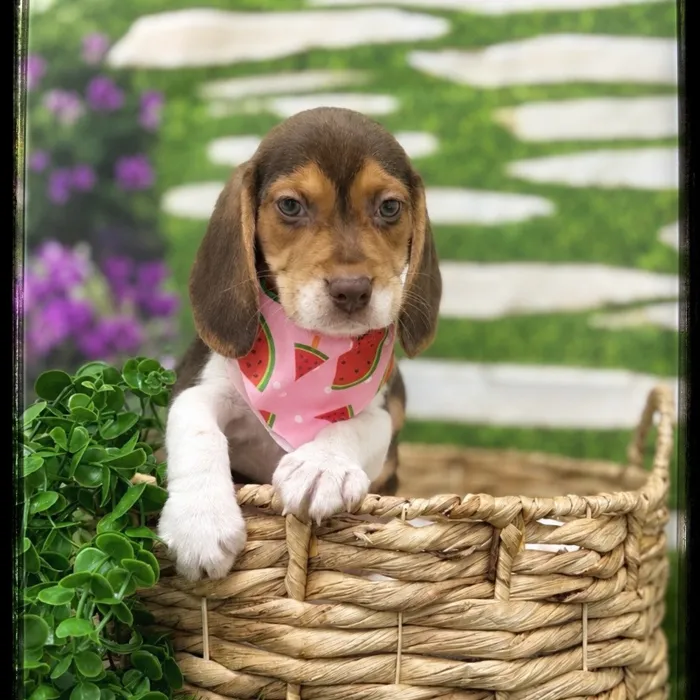 Female Beagle puppy for sale at Idaho Puppy - Meridian.