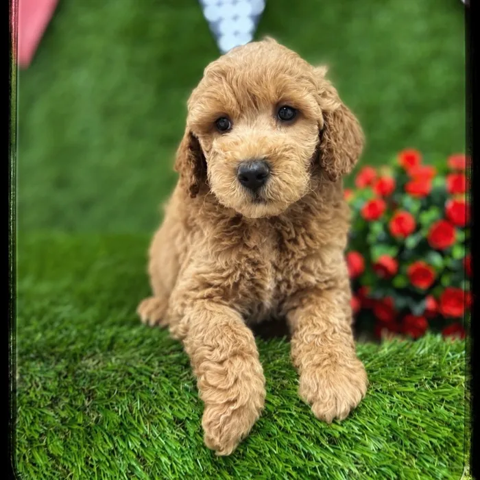 Female Mini Goldendoodle puppy named Olivia for sale at Idaho Puppy - Coeur d'Alene.