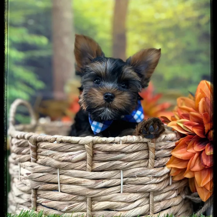 Male Yorkie puppy named Hank for sale at Idaho Puppy - Nampa.