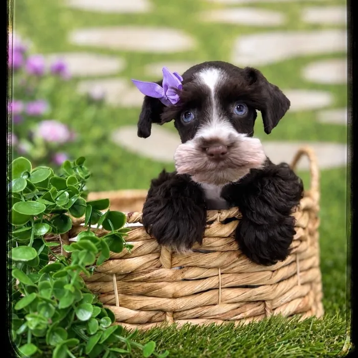 Female Mini Schnauzer puppy named Truffle for sale at Idaho Puppy - Nampa.