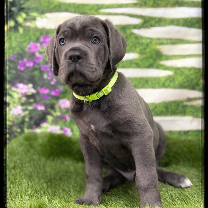 Male Cane Corso puppy named Giuseppe for sale at Idaho Puppy - Coeur d'Alene.