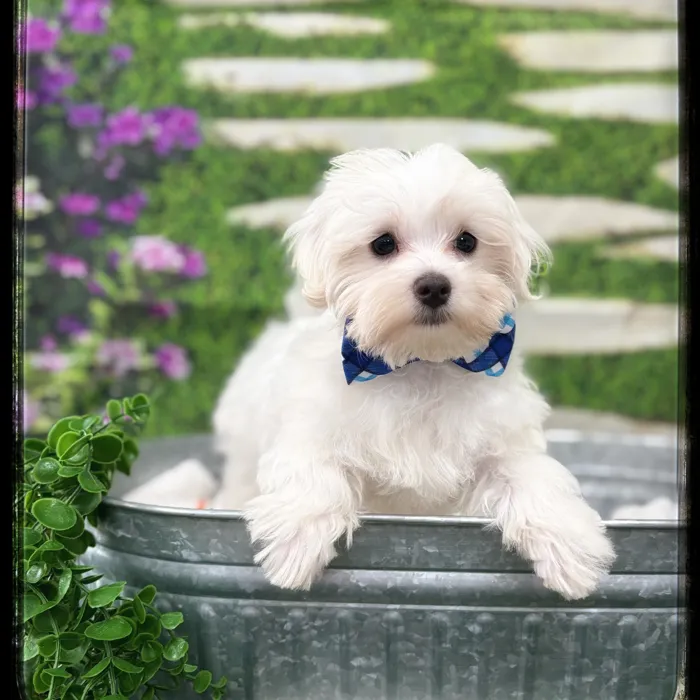 Male Maltese puppy named Sushi for sale at Idaho Puppy - Twin Falls.