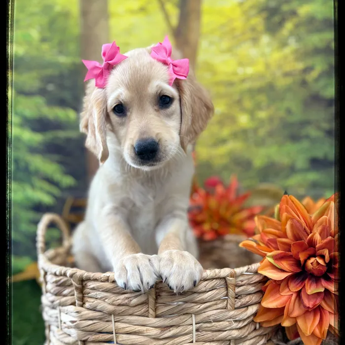 Female Golden Retriever puppy named Layla for sale at Idaho Puppy - Coeur d'Alene.