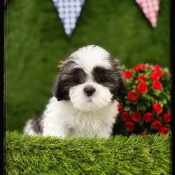 Male Shih Tzu puppy named Karlos for sale at Idaho Puppy - Twin Falls.