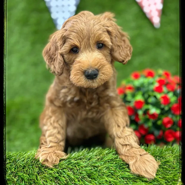 Male Mini Goldendoodle puppy named Sir Lewis for sale at Idaho Puppy - Coeur d'Alene.