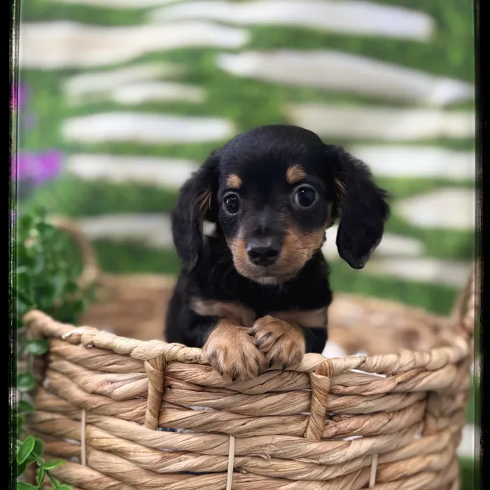 Male Chiweenie puppy named Zippy for sale at Idaho Puppy - Nampa.
