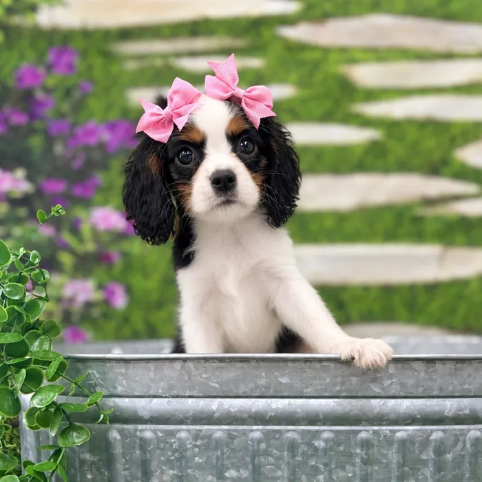 Female Cavalier King Charles Spaniel puppy named Anita for sale at Idaho Puppy - Coeur d'Alene.