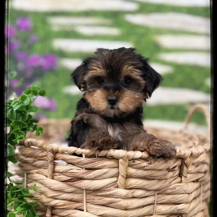 Male Yorkie puppy named Hunter for sale at Idaho Puppy - Twin Falls.