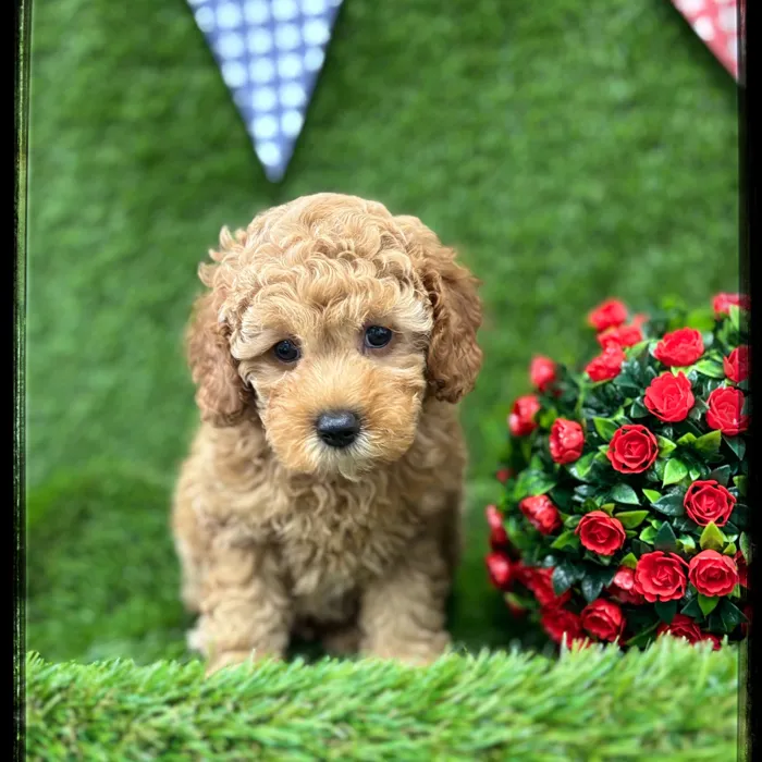 Male Cockapoo puppy named Blake for sale at Idaho Puppy - Nampa.