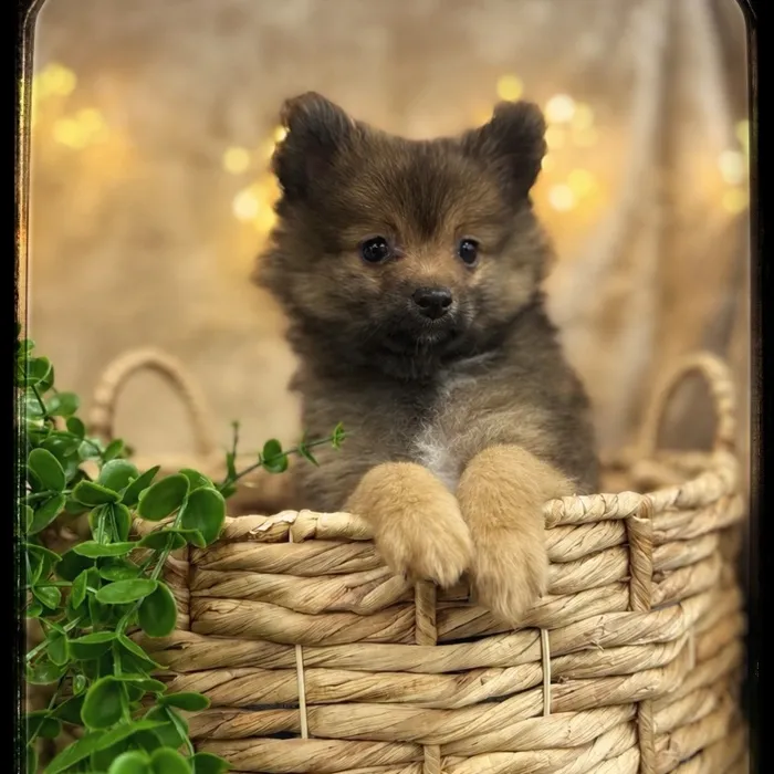 Male Pomeranian puppy named Chevy for sale at Idaho Puppy - Meridian.