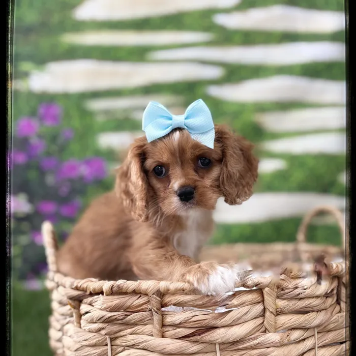 Female Cavalier King Charles Spaniel puppy named Nova for sale at Idaho Puppy - Twin Falls.