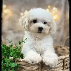 Female Pom-A-Poo puppy named Arya for sale at Idaho Puppy - Nampa.