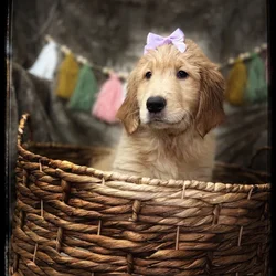Female Golden Retriever puppy named Dandelion for sale at Idaho Puppy - Twin Falls.