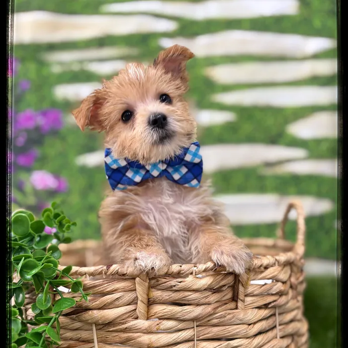 Male Morkie puppy named Kirby for sale at Idaho Puppy - Meridian.