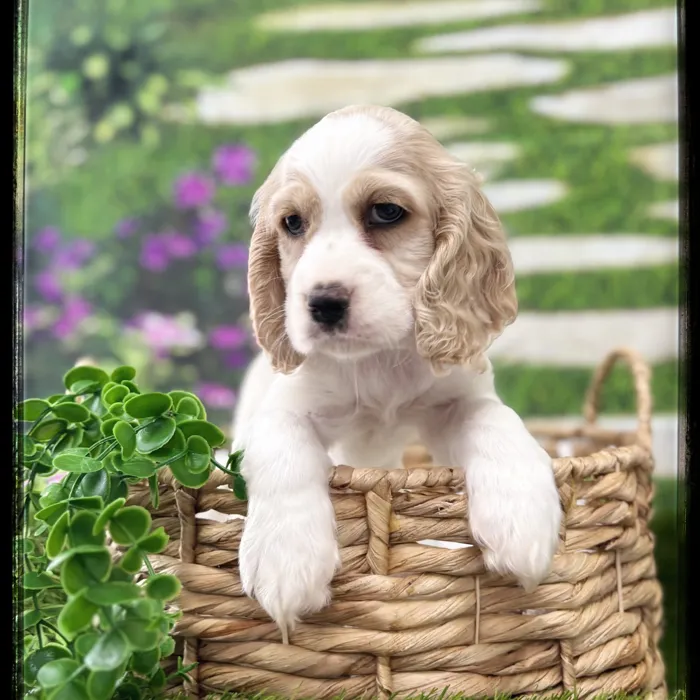 Male Cocker Spaniel puppy named Winston for sale at Idaho Puppy - Coeur d'Alene.
