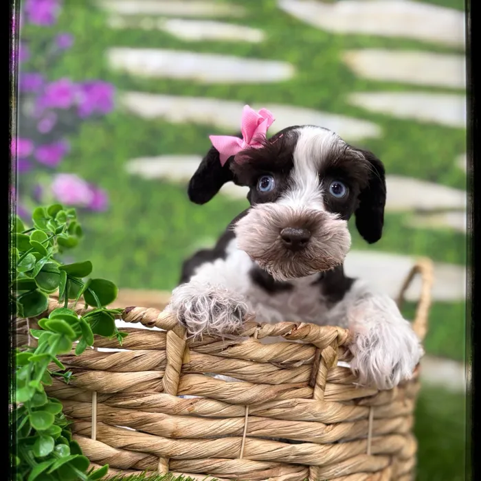 Female Mini Schnauzer puppy named Piper for sale at Idaho Puppy - Twin Falls.