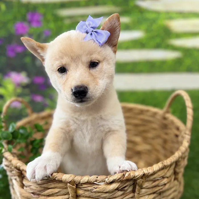 Female Shiba Inu puppy named Sparrow for sale at Idaho Puppy - Coeur d'Alene.