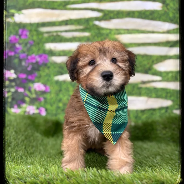 Male Soft Coated Wheaten Terrier puppy named Oscar for sale at Idaho Puppy - Nampa.