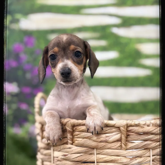 Female Mini Dachshund puppy named Gwen for sale at Idaho Puppy - Nampa.