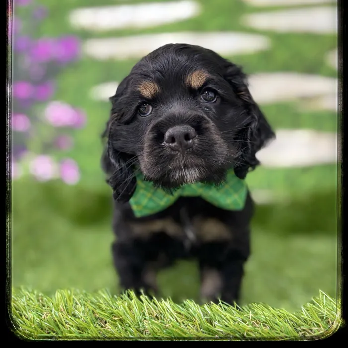 Male Cocker Spaniel puppy named Eddy for sale at Idaho Puppy - Nampa.