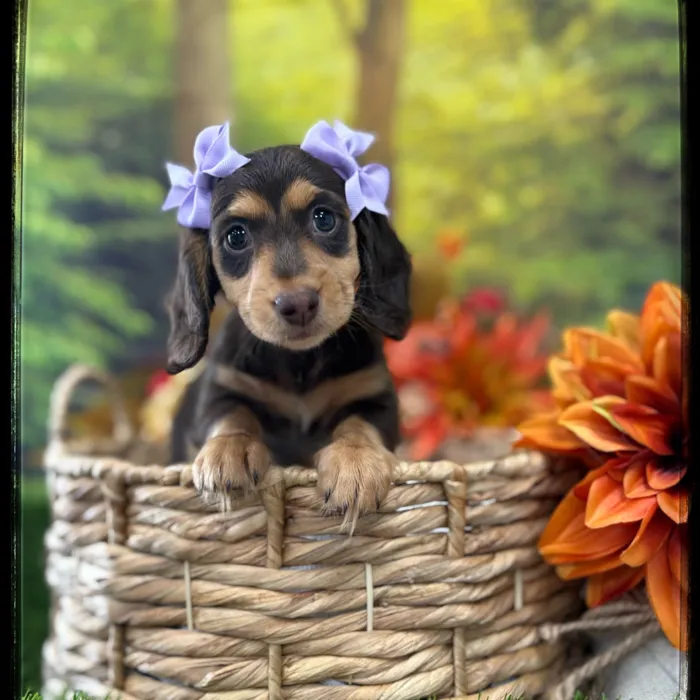 Female Mini Dachshund puppy named Gigi for sale at Idaho Puppy - Coeur d'Alene.