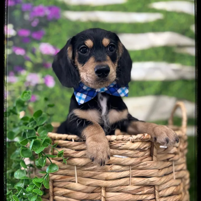 Male Dachshund puppy named Larry for sale at Idaho Puppy - Coeur d'Alene.