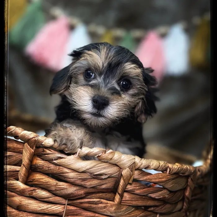 Male Morkie puppy named Ziggy for sale at Idaho Puppy - Nampa.